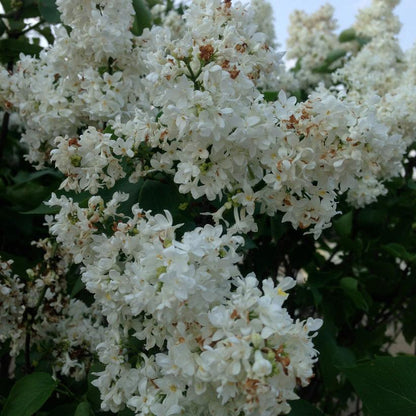 Madame Lemoine White Lilac: Syringa - 3GAL Pot 100CM Tall