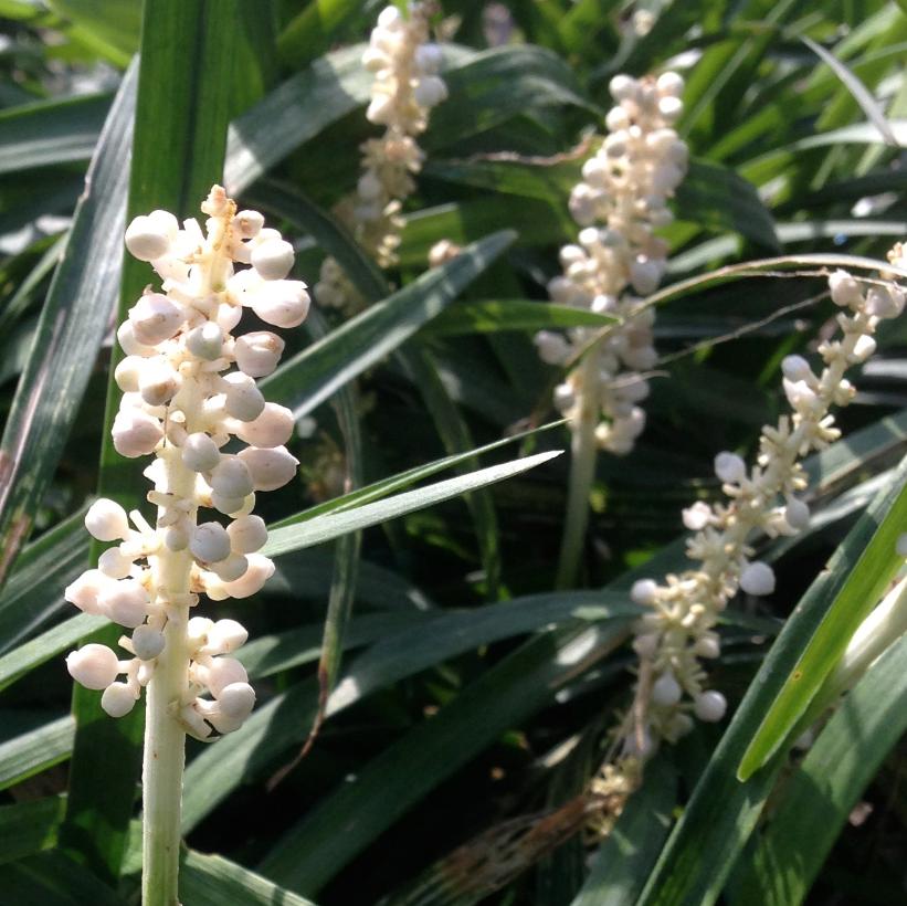 Monroe's White Lily Turf: Liriope muscari - 1GAL Pot