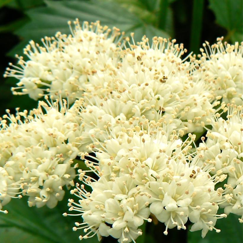 Arrowwood: Viburnum dentatum - 3GAL Pot