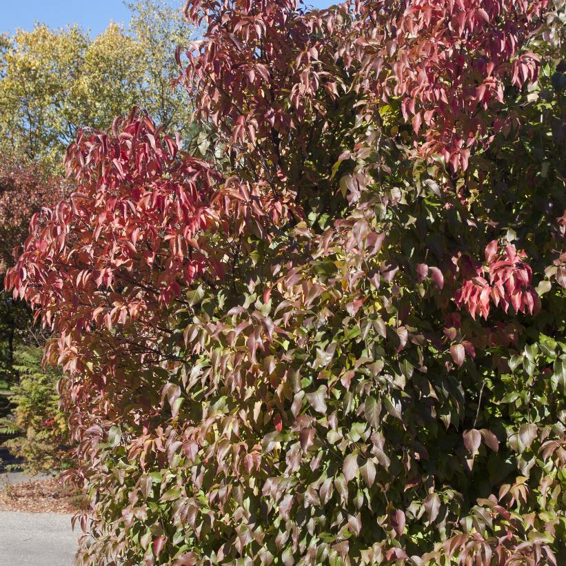 Nannyberry: Viburnum lentago - 15GAL Pot 250cm Tall