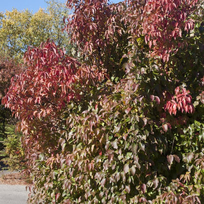 Nannyberry: Viburnum lentago - 15GAL Pot 250cm Tall