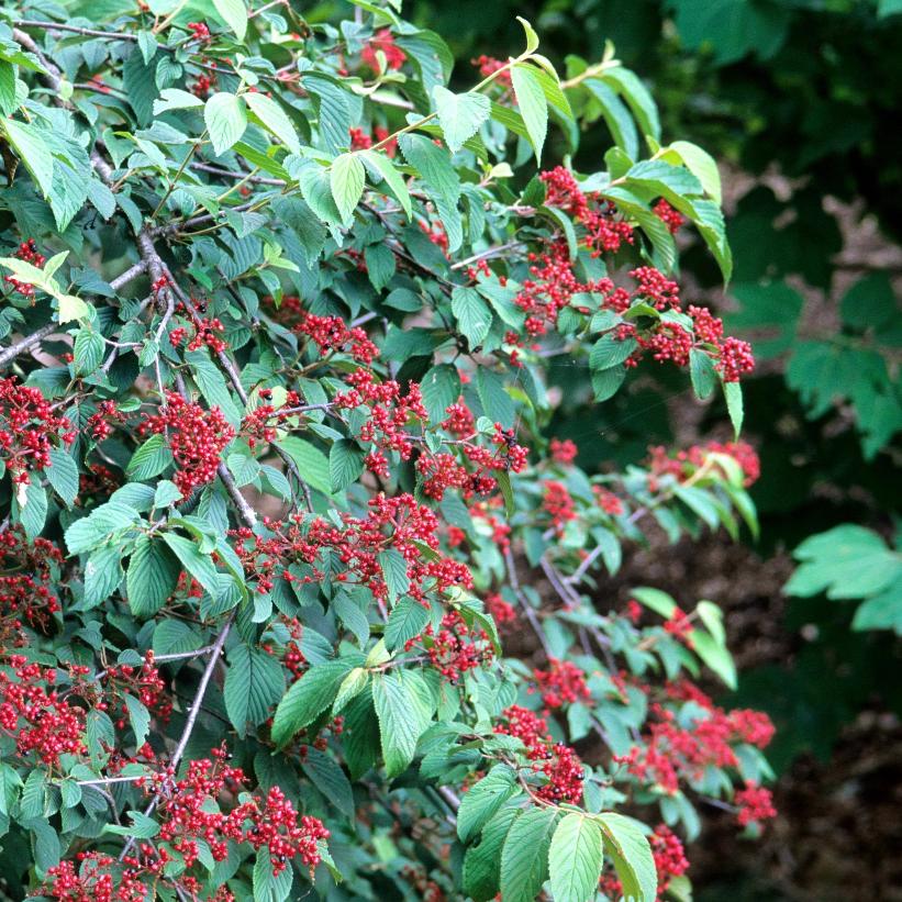 Marie's Doublefile Viburnum: Viburnum plicatum f. tomentosum 'Mariesii' - 3GAL Pot