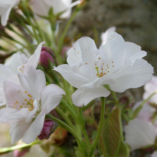 Japanese Flowering Cherry: Prunus serrulata 'Amanogawa' - 80CM Tall 2GAL Pot