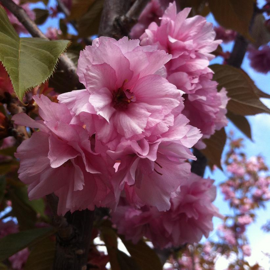 Kwanzan Flowering Cherry: Prunus serrulata - 200CM Tall 10GAL Pot