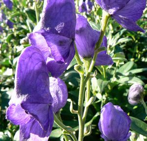 Monkshood: Aconitum carmichaelii 'Arendsii' - 1GAL Pot