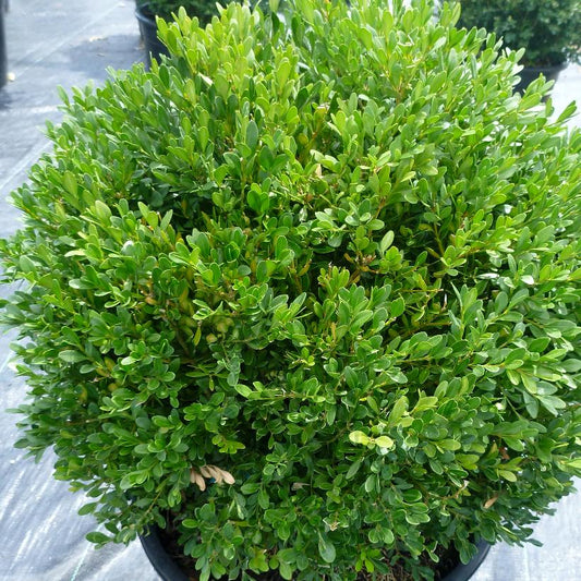 Green Gem Boxwood: Buxus - 40CM Tall 3GAL Pot