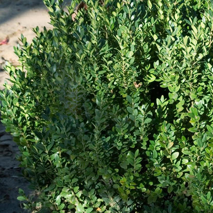 Green Mountain Boxwood: Buxus