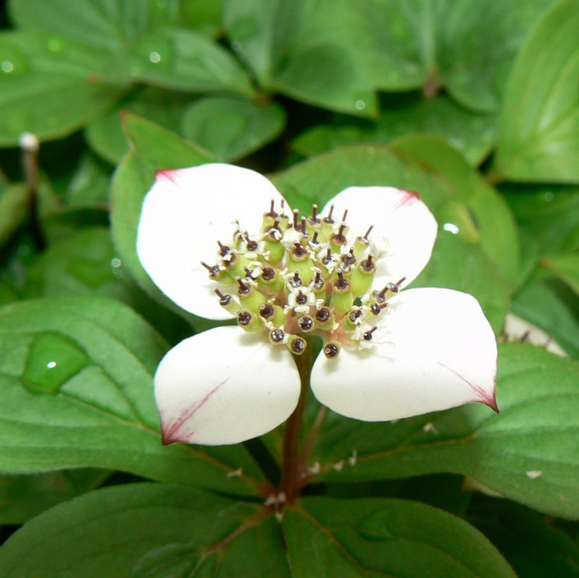 Bunchberry: Cornus Canadensis - 10PT Pot