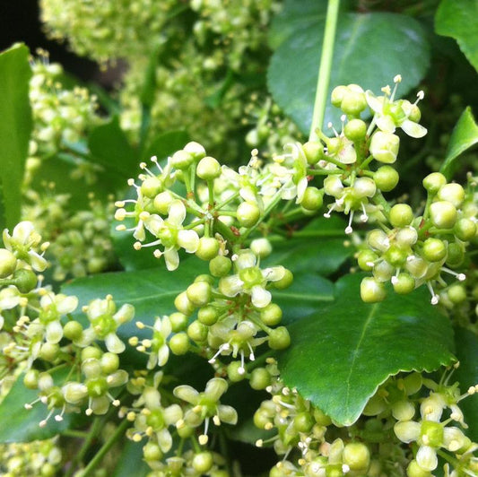 Sarcoxie: Euonymus fortunei - 2GAL Pot