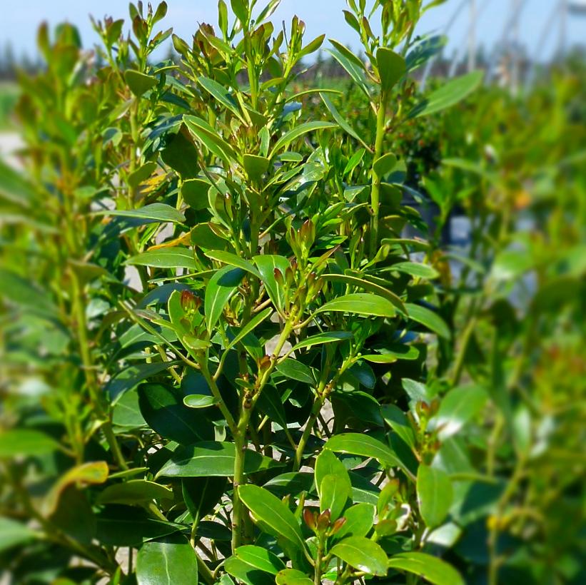 Inkberry Holly: Ilex glabra 'Densa' - 2-3GAL Pot - 2 foot tall