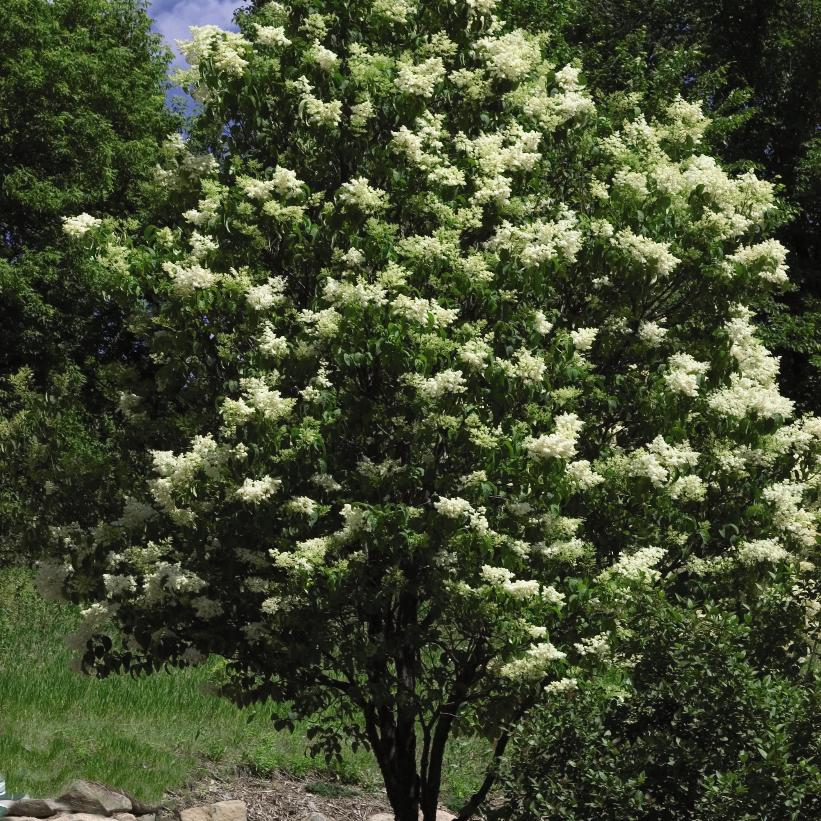 Ivory Silk Japanese Lilac Tree: Syringa reticulata - 250CM Tall BR