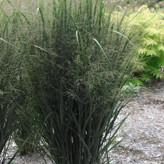 Northwind Upright Switch Grass: Panicum virgatum