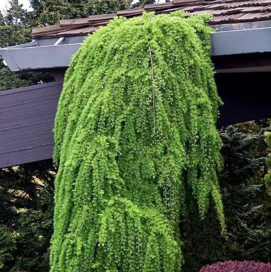 Weeping European Larch: Larix decidua 'Pendula' - 125CM Tall