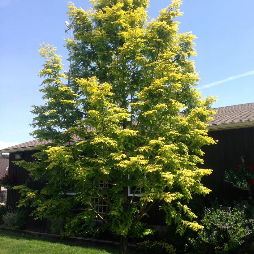 Gold Rush Dawn Redwood: Metasequoia glyptostroboides - 7G Pot 175CM Tall