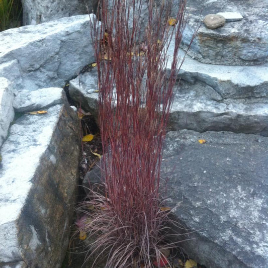 Little Bluestem Grass: Schizachyrium scoparium