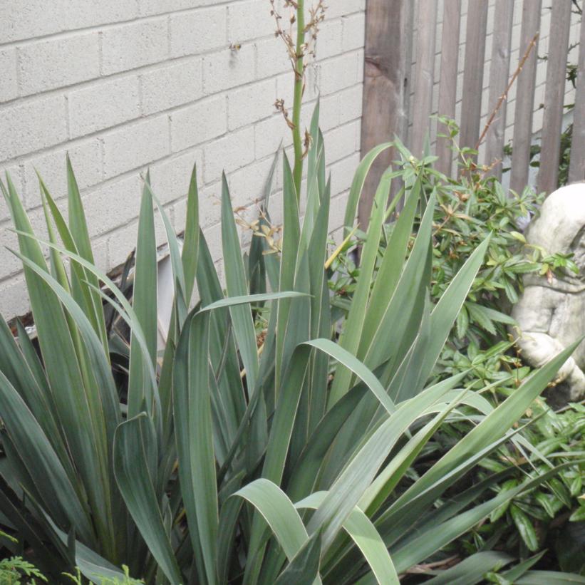 Adam's Needle: Yucca filamentosa - 3GAL Pot