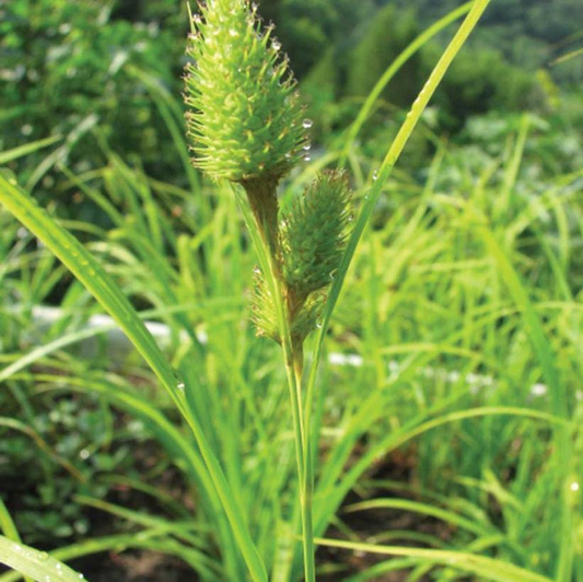 Porcupine Sedge: Carex hystericina - 1GAL Pot