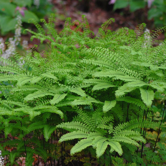 Northern Maidenhair Fern: Adiantum pedatum
