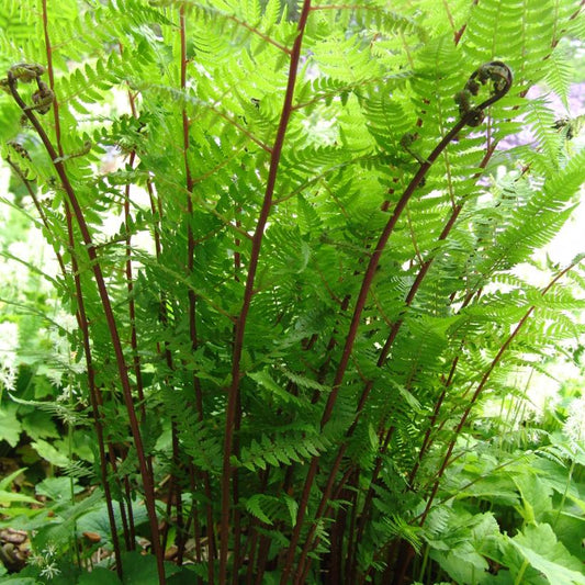 Lady in Red Fern: Athyrium angustum forma rubellum - 1GAL Pot