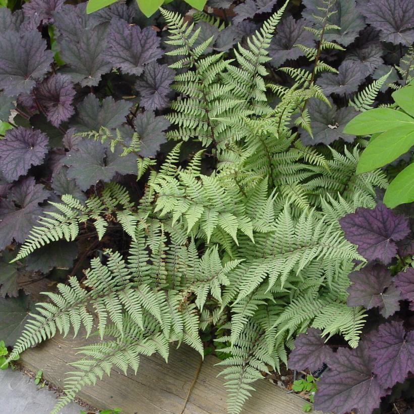 Ghost Lady Fern: Athyrium - 1GAL Pot