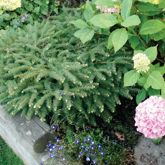 Nest Spruce: Picea abies ‘Nidiformis’