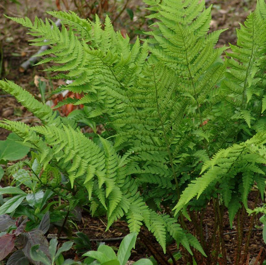 Goldie's Fern: Dryopteris goldiana - 1GAL Pot