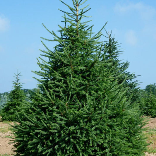 White Spruce: Picea glauca