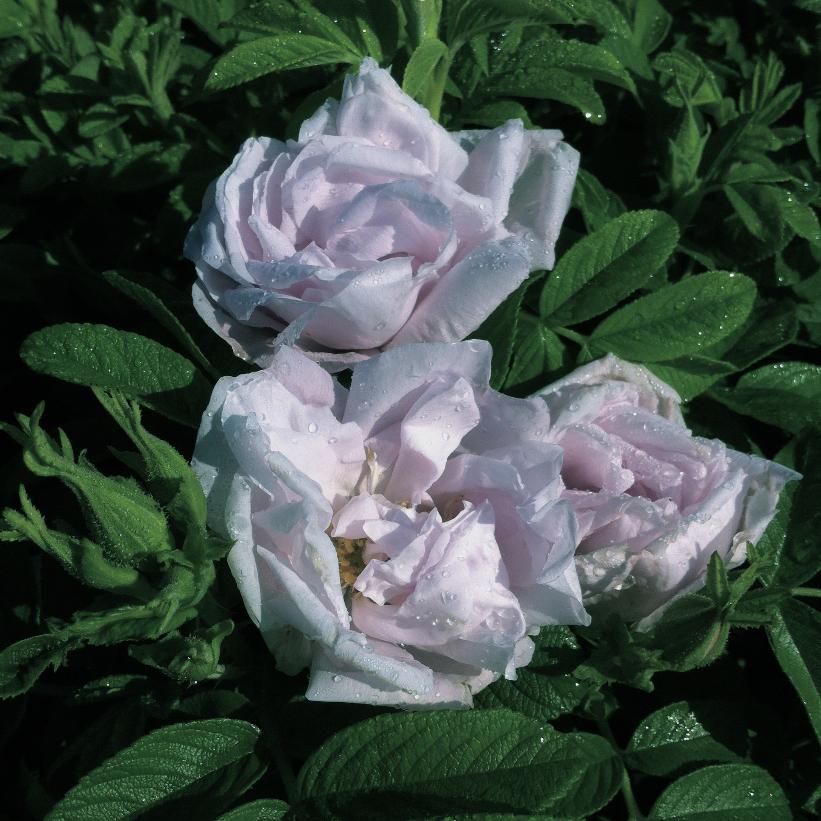 Snow Pavement Rose: Rosa rugosa 'Schneekoppe' - 50CM Tall