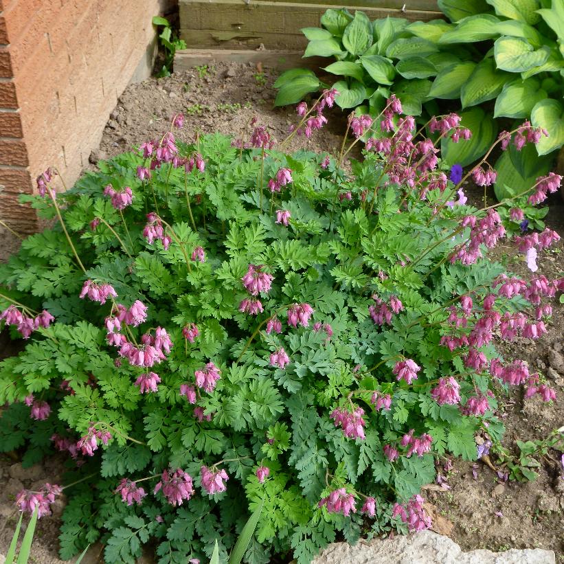 Fern-Leaved Bleedingheart: Dicentra formosa 'Luxuriant' - 1GAL Pot