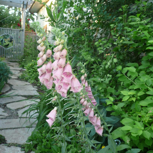 Pink Foxglove: Digitalis mertonensis - 1GAL Pot