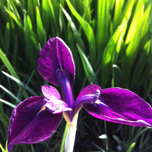Variegated Japanese Iris: Iris Ens.'Variegata' - 1GAL Pot CM Tall