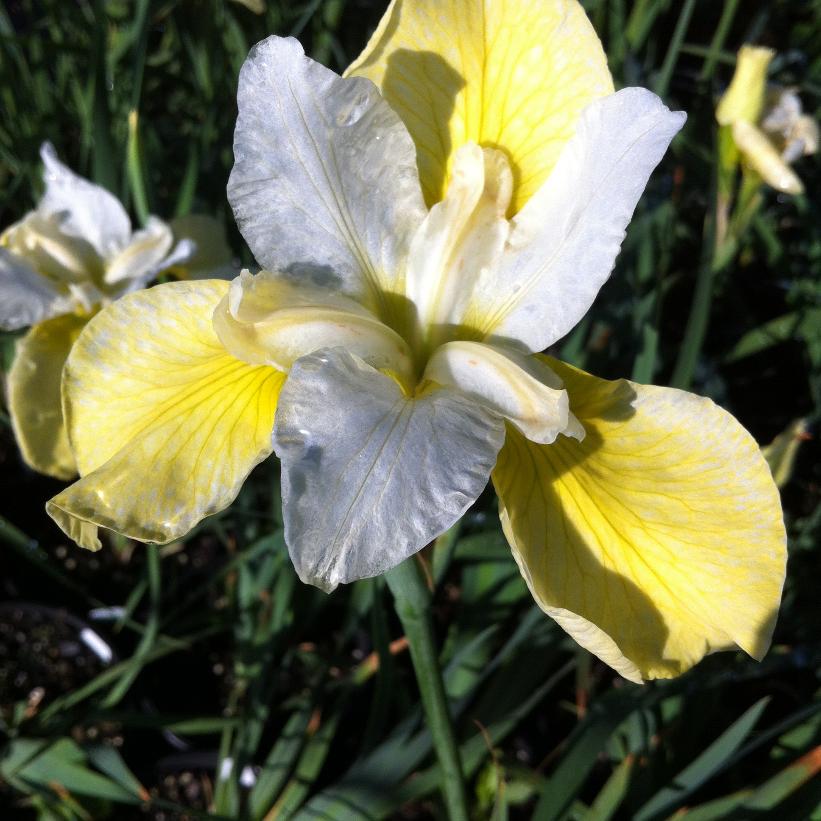 Butter & Sugar: Iris sibirica - 1GAL Pot