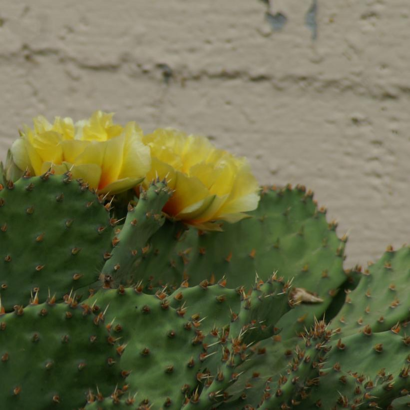Cold Hardy Eastern Prickly Pear: Opuntia humifusa - 1L Pot