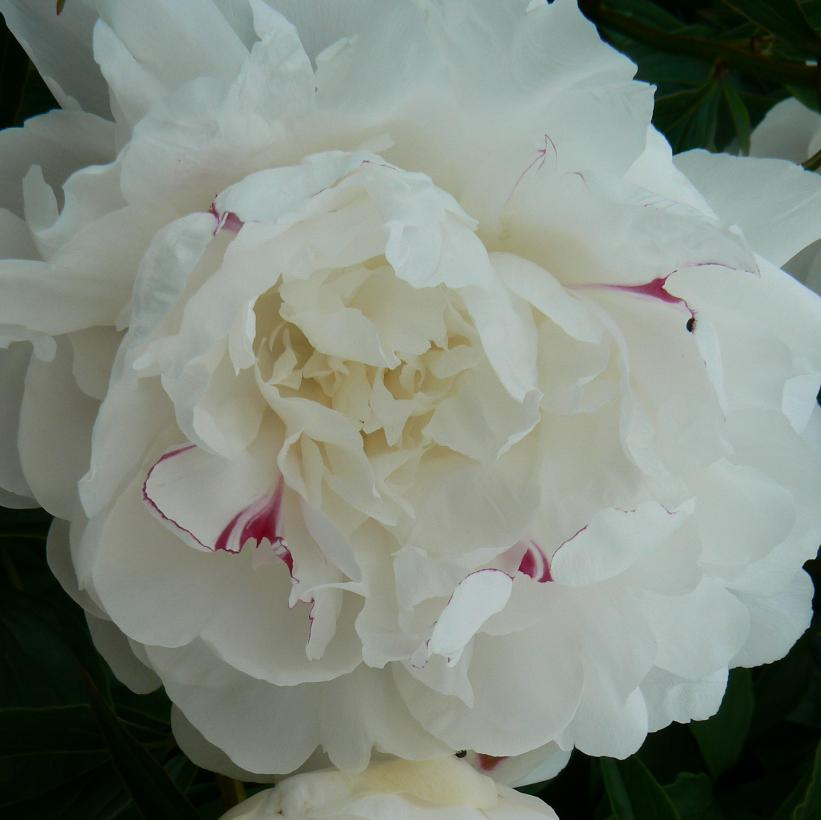 Festiva Maxima Peony: Paeonia - 1GAL Pot