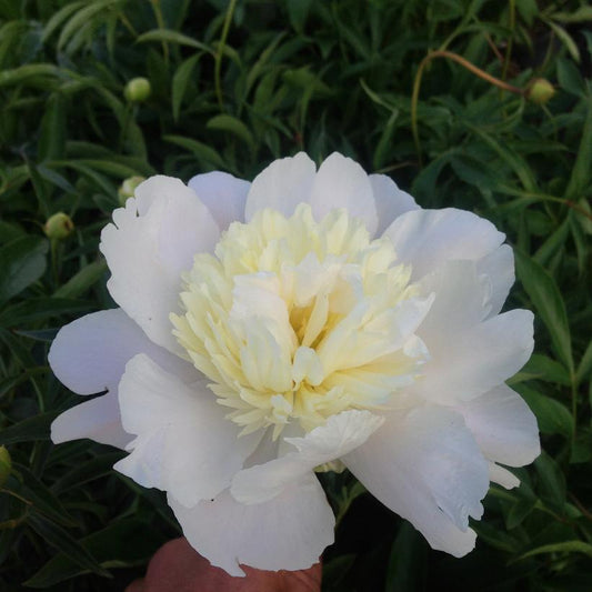 Primavere Peony: Paeonia - 1GAL Pot