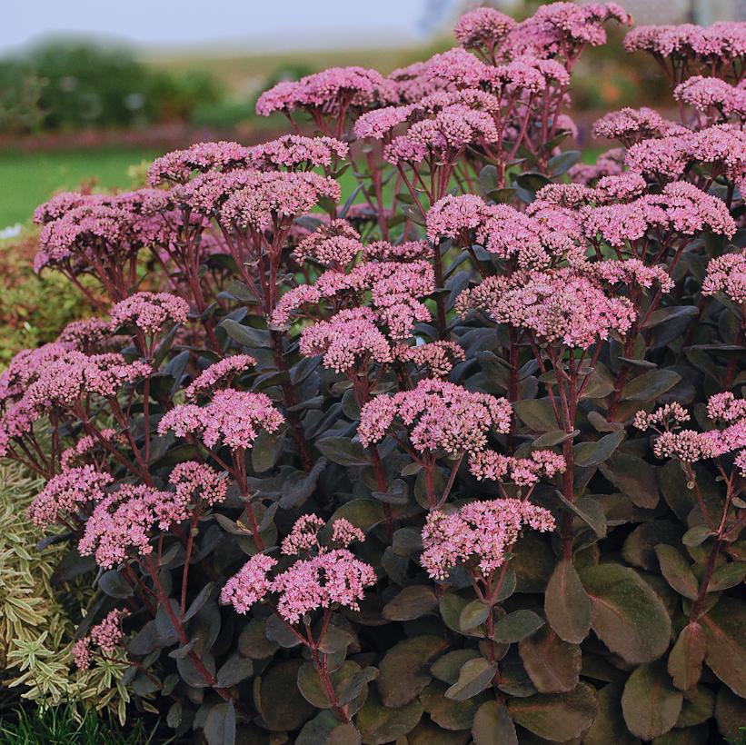 Maestro Stonecrop: Sedum - 1GAL Pot