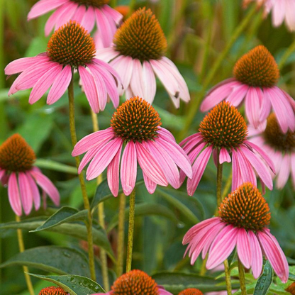 Eastern Purple Coneflower: Echinacea purpurea - 1.5 Inch Plug