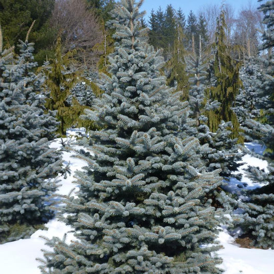 Blue Colorado Spruce: Picea pungens