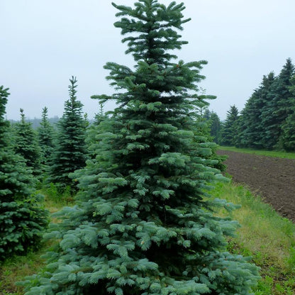 Colorado Blue Spruce: Picea pungens ‘Glauca’