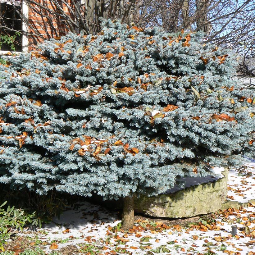 Blue Globe Blue Spruce: Picea pungens glauca ‘Globosa’