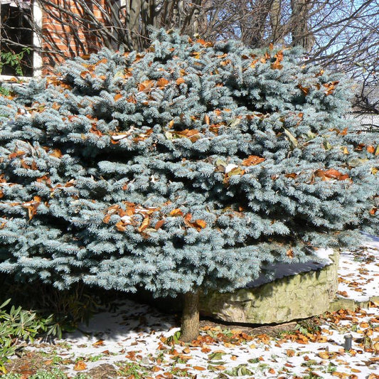 Blue Globe Blue Spruce: Picea pungens glauca ‘Globosa’