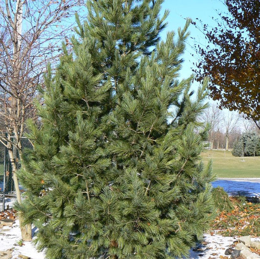 Swiss Stone Pine: Pinus cembra