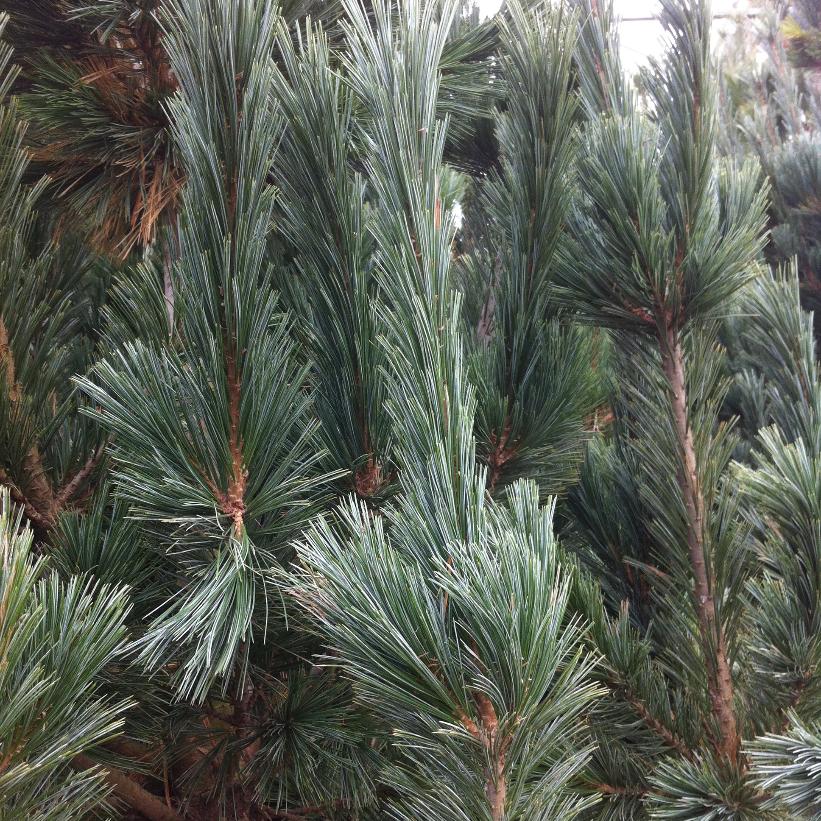 Vanderwolf’s Pyramid Pine: Pinus flexilis ‘Vanderwolf’s Pyramid’