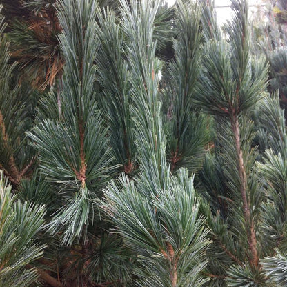 Vanderwolf’s Pyramid Pine: Pinus flexilis ‘Vanderwolf’s Pyramid’