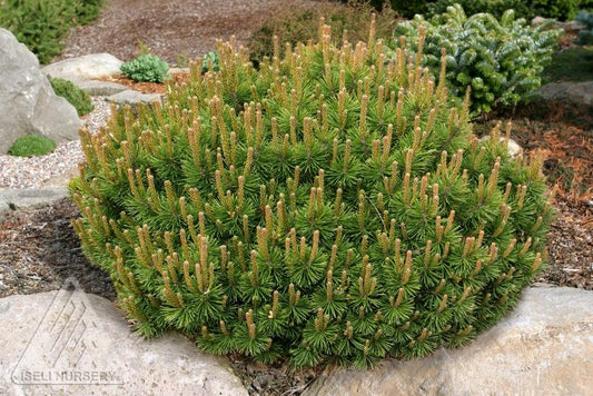 Slowmound Mugo Pine: Pinus mugo - 3GAL Pot 30CM Tall
