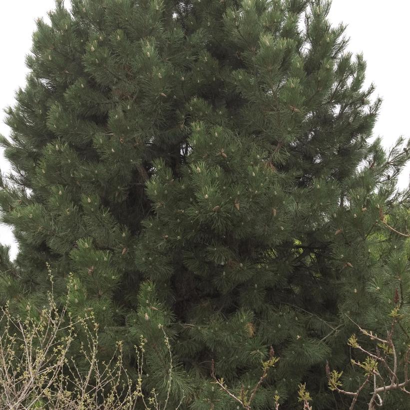 Austrian Pine: Pinus nigra