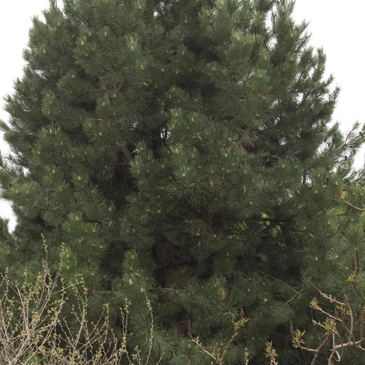 Austrian Pine: Pinus nigra