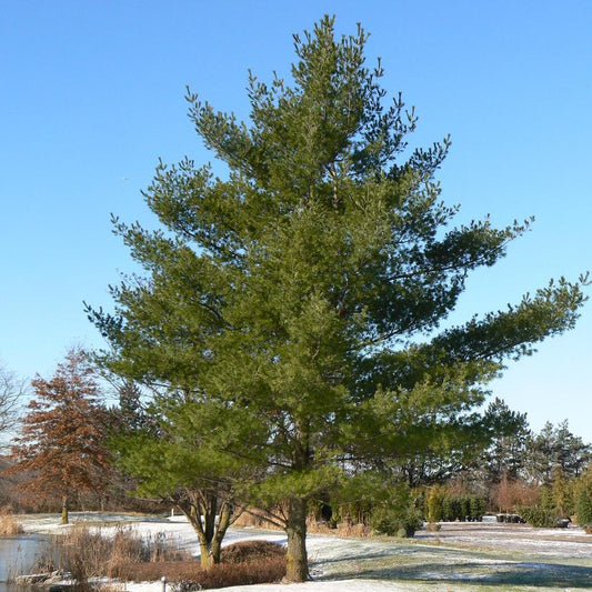 White Pine: Pinus strobus