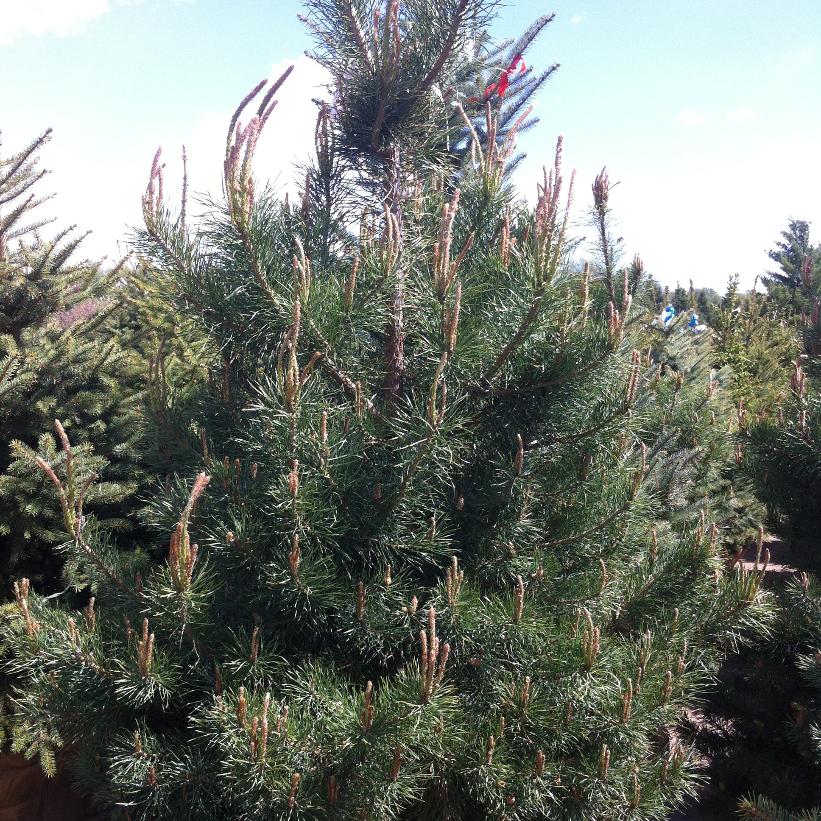 Scot’s Pine: Pinus sylvestris