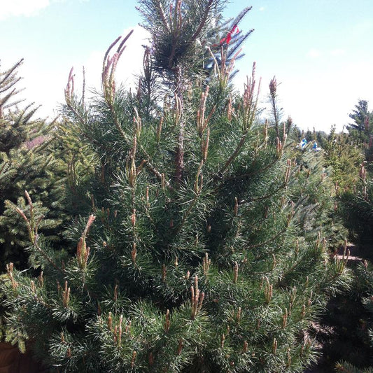 Scot’s Pine: Pinus sylvestris